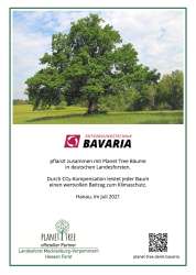 Planet Tree Bäume in Deutschen Wäldern